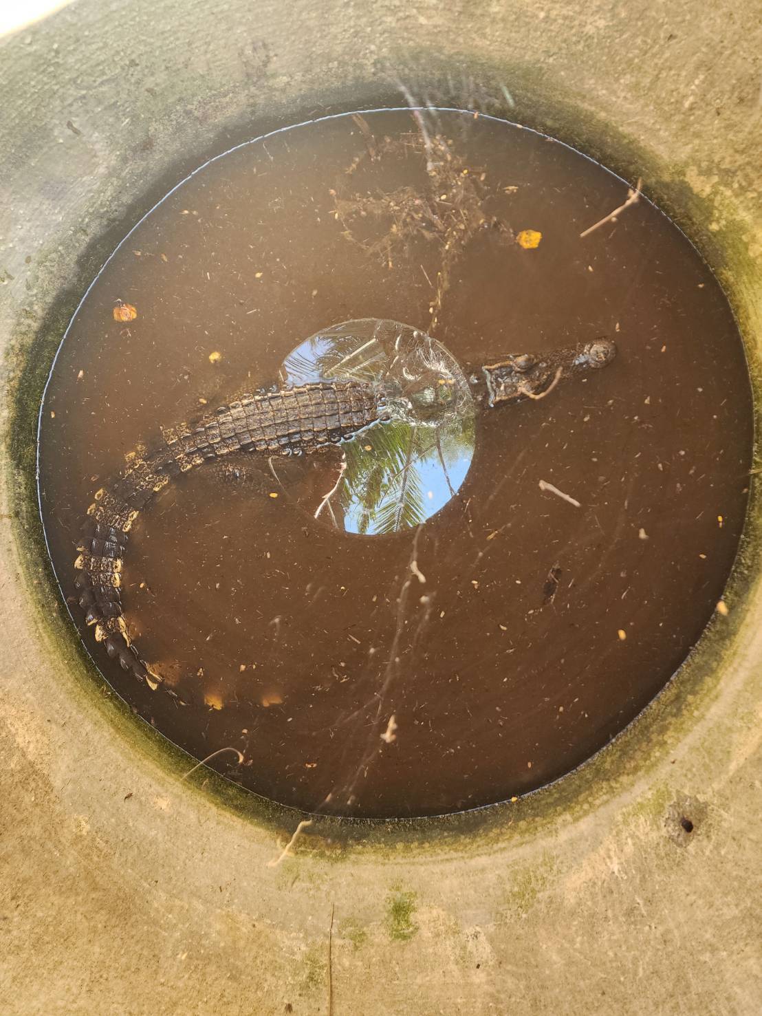 (อ.ไทรน้อย) การตรวจสอบ การครอบครองสัตว์ป่าคุ้มครองประเภท (จระเข้น้ำจืด)..คลิก