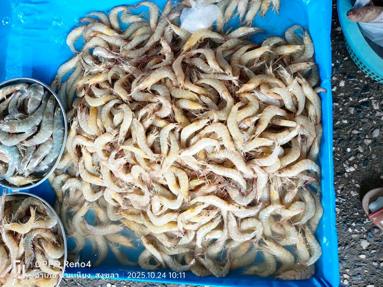 สภาวะสัตว์น้ำรอบทะเลสาบสงขลา เดือนธันวาคม 2568