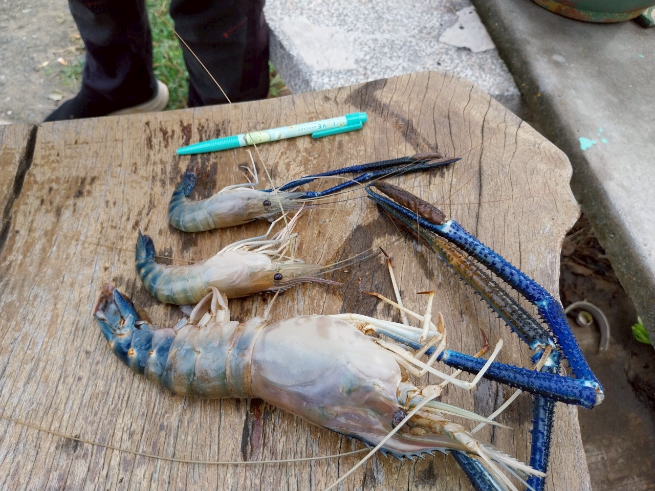 สัมภาษณ์ผู้ทำประมงกุ้งก้ามกรามในแม่น้ำเจ้าพระยาในพื้นที่จังหวัดปทุมธานีและพระนครศรีอยุธยา 