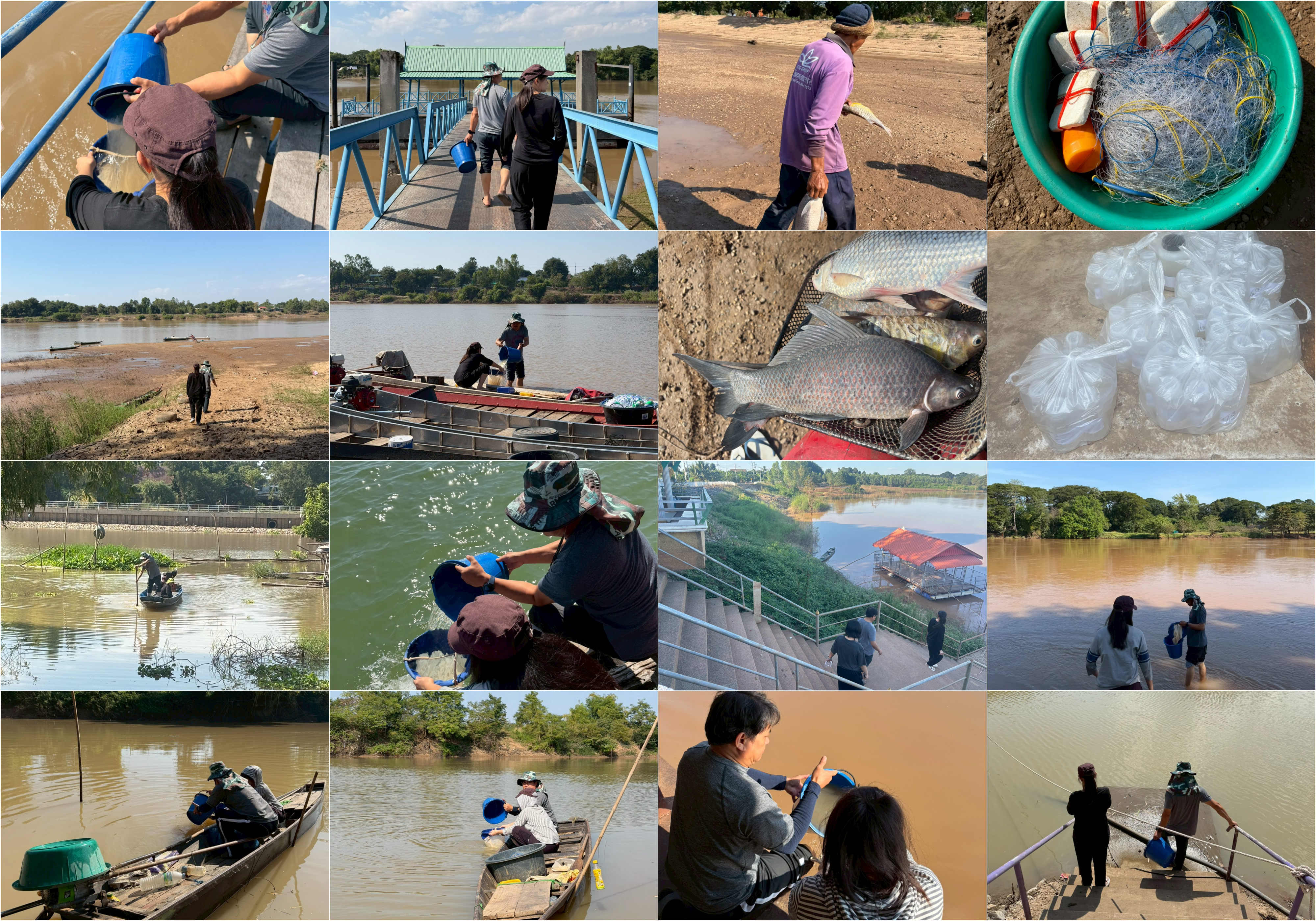 เก็บรวบรวมตัวอย่างเพื่อตรวจสอบระยะเจริญพันธุ์ ค่าดัชนีความสมบูรณ์เพศและวิเคราะห์การกระจายขนาดความยาวตัวปลาซึ่งเป็นข้อมูลหลักสำหรับวิเคราะห์หาช่วงเวลาปลาน้ำจืดวางไข่ในเขตพื้นที่จังหวัดอุตรดิตถ์ สุโขทัย พิษณุโลก พิจิตร อุทัยธานี ชัยนาท และปราจีนบุรี