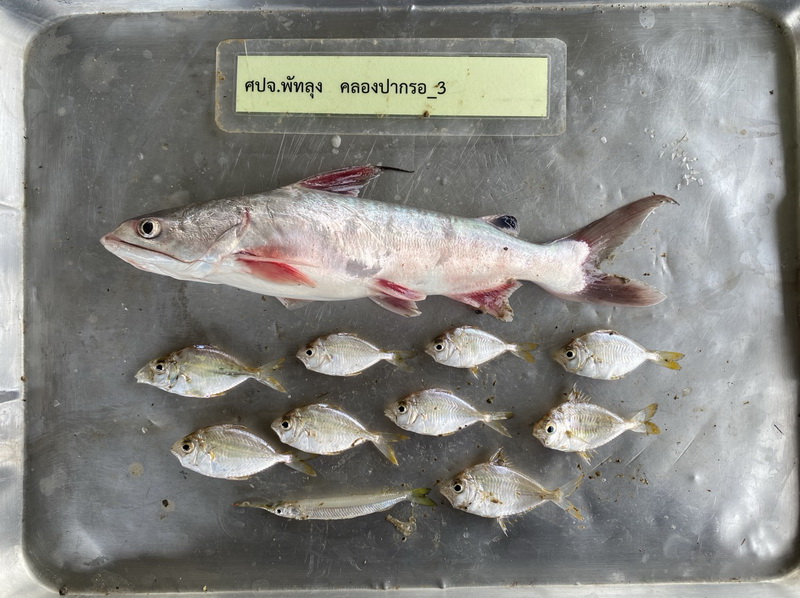 สำรวจการระบาดของปลาหมอคางดำ ในพื้นที่จังหวัดพัทลุง และจังหวัดสงขลา..คลิก