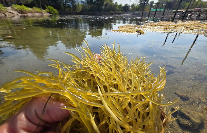 ติดตามความก้าวหน้างานวิจัย และแนวทางการพัฒนาสัตว์น้ำชนิดใหม่ ๆ เพื่อต่อยอดและพัฒนาอาชีพการเพาะเลี้ยงสัตว์น้ำ..คลิก