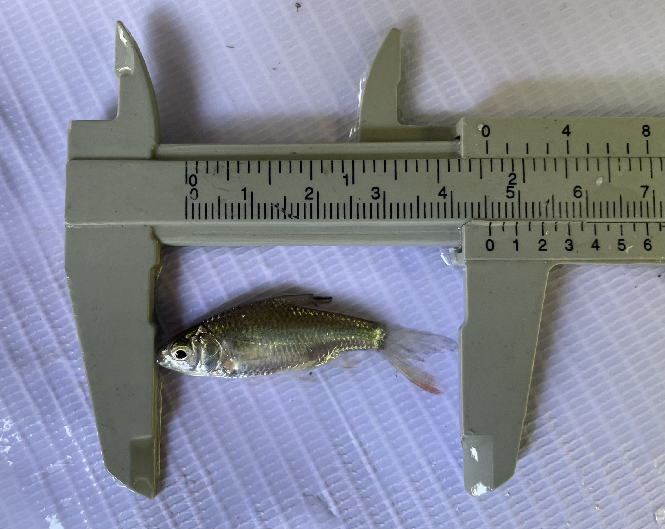 มอบปัจจัยการผลิต โครงการศูนย์เรียนรู้ฯ กิจกรรมศูนย์เรียนรู้การเพิ่มประสิทธิภาพการผลิตสินค้าประมง ในพื้นที่ อ.เมือง จ.ชัยภูมิ