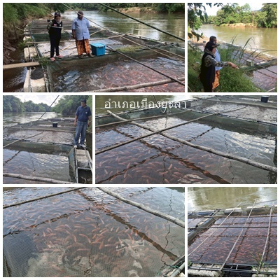 ผลการปฏิบัติงานประจำวันพฤหัสบดีที่ 15 มกราคม 2569..คลิก