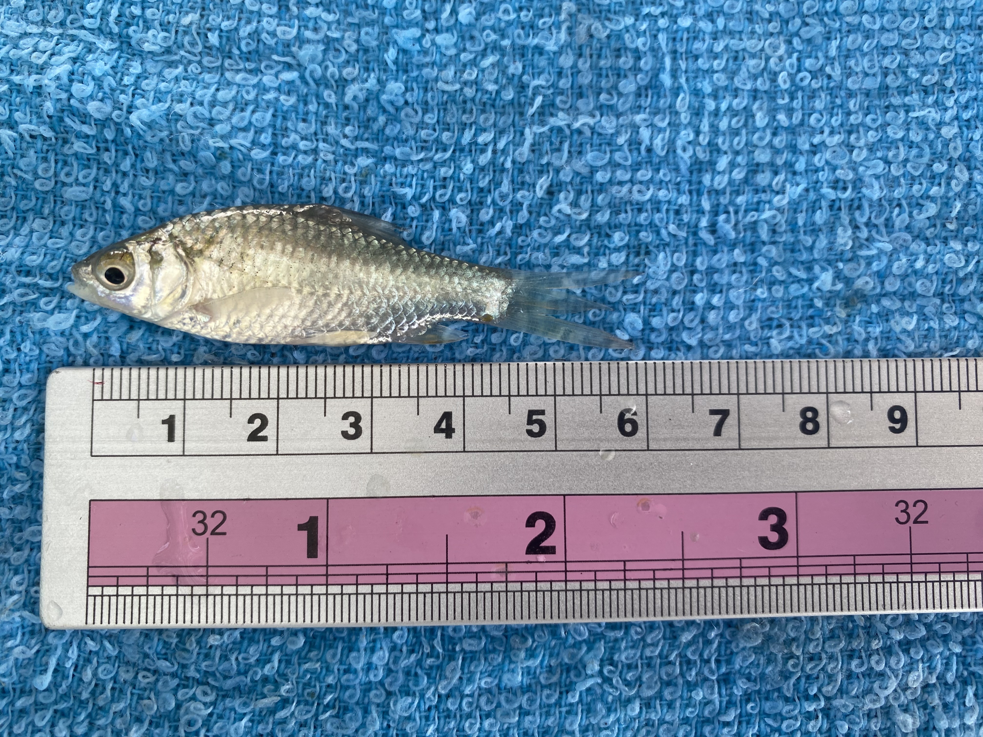 มอบปัจจัยการผลิต โครงการศูนย์เรียนรู้ฯ กิจกรรมศูนย์เรียนรู้การเพิ่มประสิทธิภาพการผลิตสินค้าประมง ในพื้นที่ อ.เนินสง่า จ.ชัยภูมิ