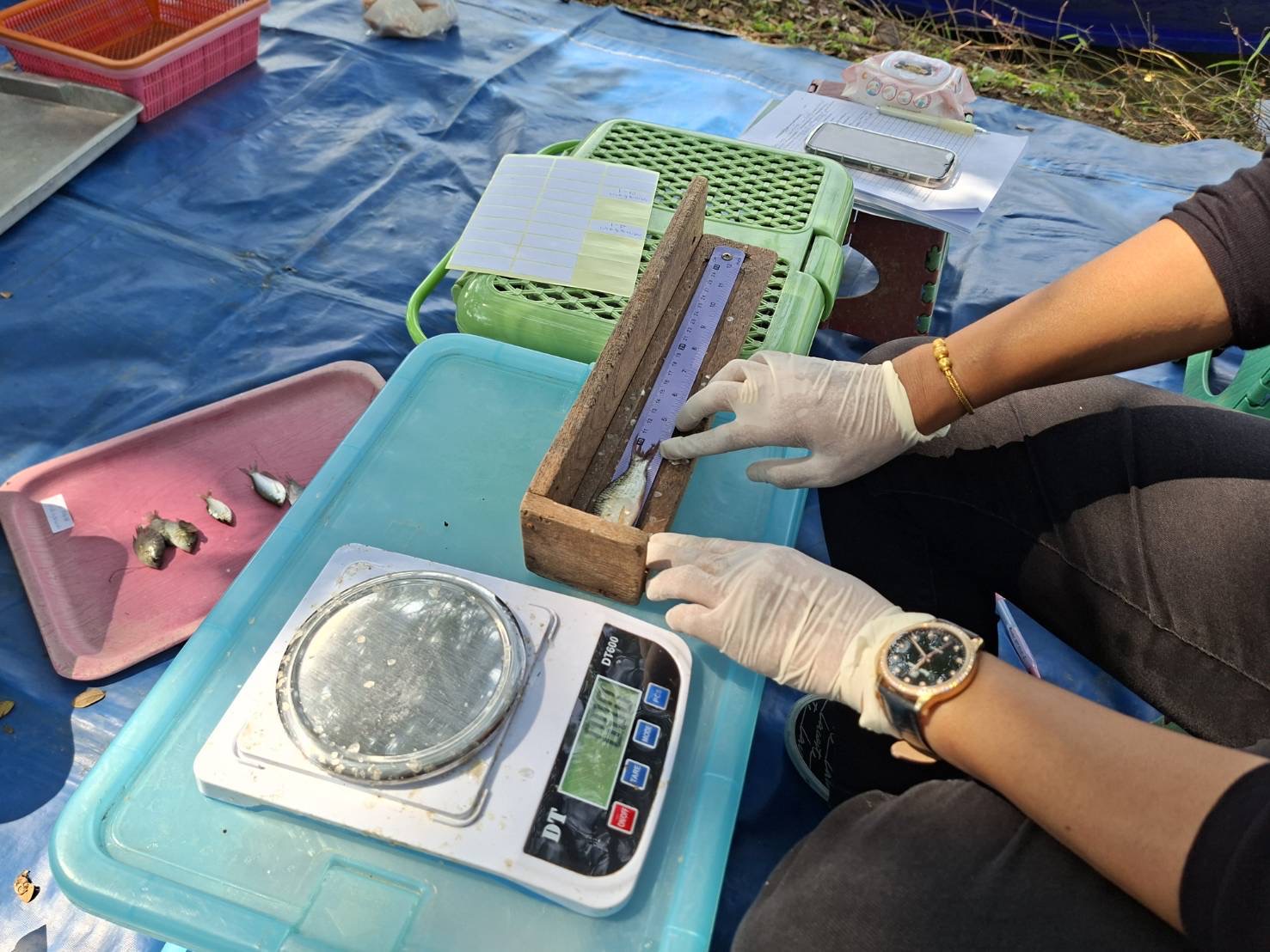 ศปจ.นครสวรรค์ ดำเนินการสุ่มเก็บตัวอย่างสัตว์น้ำด้วยวิธีการประเมินผลจับสัตว์น้ำต่อหน่วยการลงเเรงประมง (Catch per unit of effort (CPUE)) ด้วยชุดเครื่องมือข่ายเเละลอบ ในโครงการบริหารจัดการทรัพยากรประมง กิจกรรมเพิ่มผลผลิตสัตว์น้ำในแหล่งน้ำชุมชนเพื่อสร้างรายได้และลดค่าครองชีพของประชาชน ประจำปี 2569