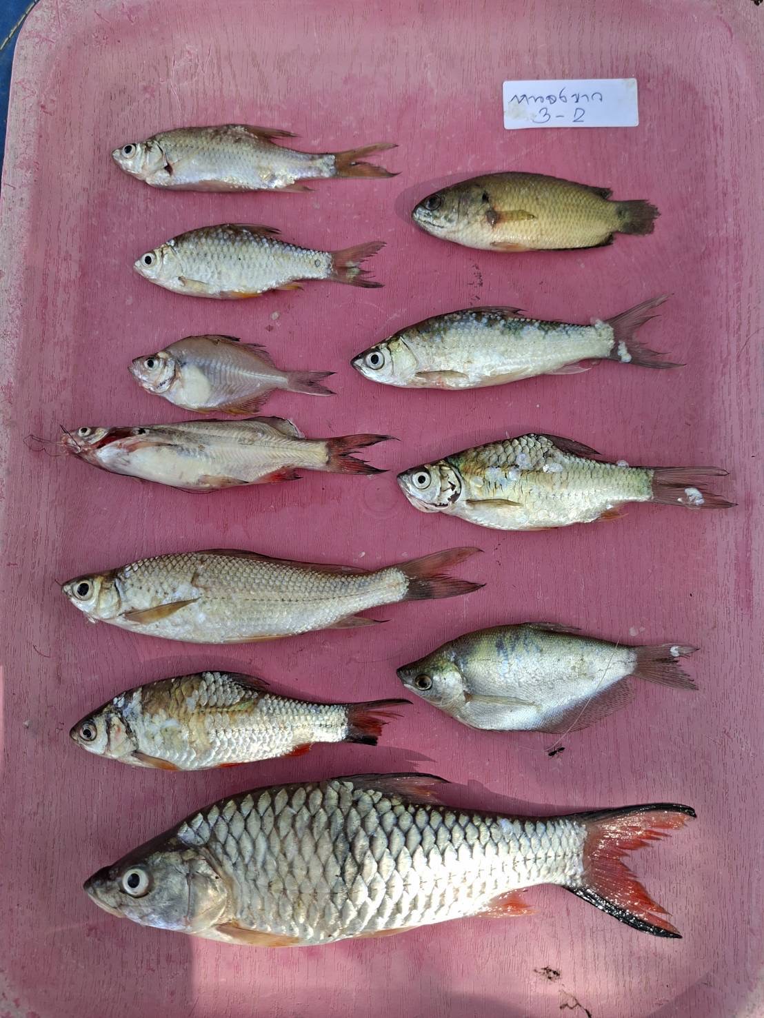 ศปจ.นครสวรรค์ ดำเนินการสุ่มเก็บตัวอย่างสัตว์น้ำด้วยวิธีการประเมินผลจับสัตว์น้ำต่อหน่วยการลงเเรงประมง (Catch per unit of effort (CPUE)) ด้วยชุดเครื่องมือข่ายเเละลอบ ในโครงการบริหารจัดการทรัพยากรประมง กิจกรรมเพิ่มผลผลิตสัตว์น้ำในแหล่งน้ำชุมชนเพื่อสร้างรายได้และลดค่าครองชีพของประชาชน ประจำปี 2569..คลิก