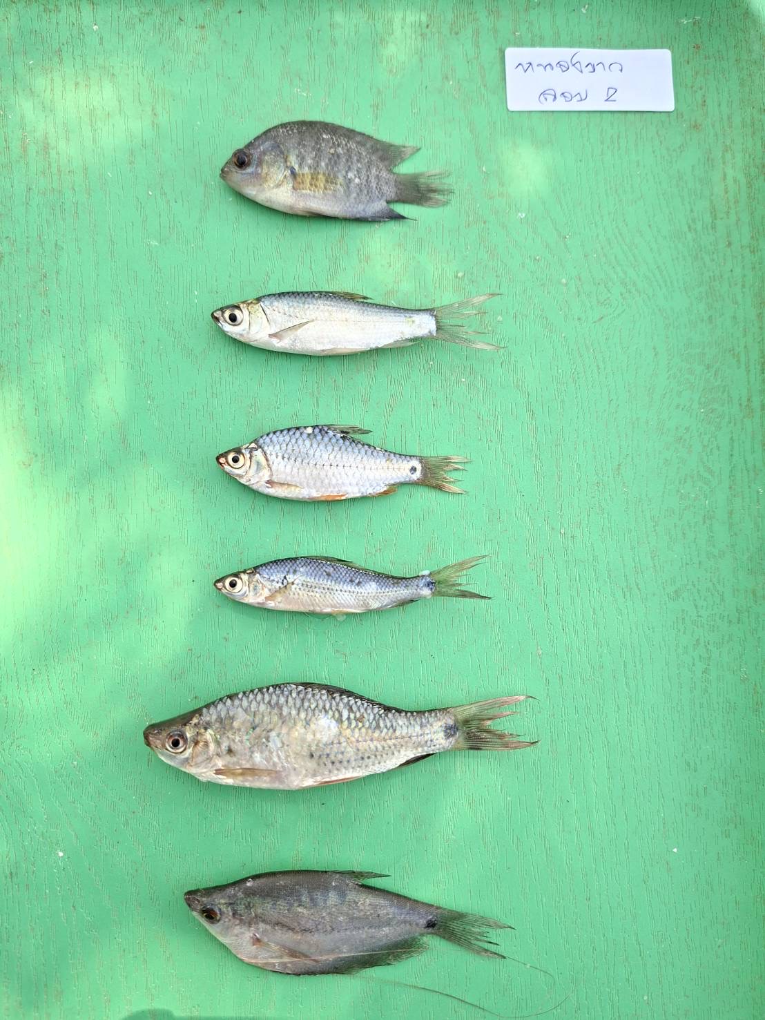 ศปจ.นครสวรรค์ ดำเนินการสุ่มเก็บตัวอย่างสัตว์น้ำด้วยวิธีการประเมินผลจับสัตว์น้ำต่อหน่วยการลงเเรงประมง (Catch per unit of effort (CPUE)) ด้วยชุดเครื่องมือข่ายเเละลอบ ในโครงการบริหารจัดการทรัพยากรประมง กิจกรรมเพิ่มผลผลิตสัตว์น้ำในแหล่งน้ำชุมชนเพื่อสร้างรายได้และลดค่าครองชีพของประชาชน ประจำปี 2569