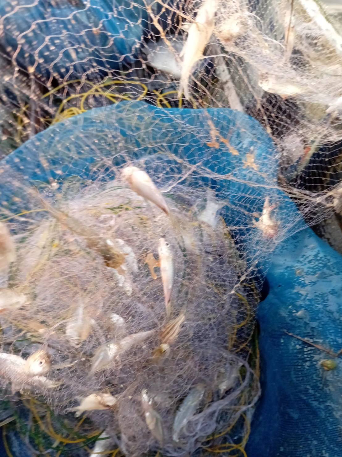 ศปจ.นครสวรรค์ ดำเนินการประเมินทรัพยากรสัตว์น้ำในแหล่งน้ำครั้งที่ 1  ในพื้นที่บึงบอระเพ็ด จังหวัดนครสวรรค์ และพื้นที่แม่น้ำปิง จังหวัดกำแพงเพชร และจังหวัดนครสวรรค์