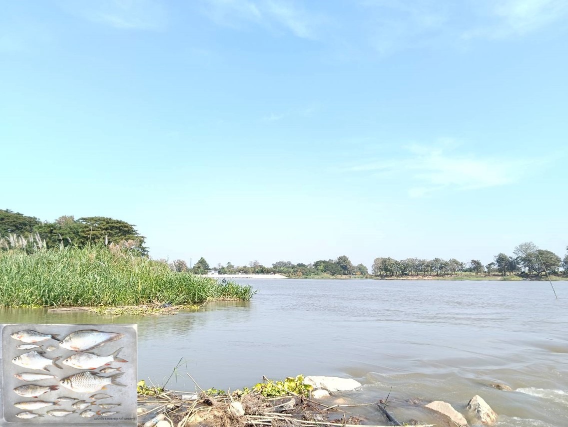 ศปจ.นครสวรรค์ ดำเนินการประเมินทรัพยากรสัตว์น้ำในแหล่งน้ำครั้งที่ 1  ในพื้นที่บึงบอระเพ็ด จังหวัดนครสวรรค์ และพื้นที่แม่น้ำปิง จังหวัดกำแพงเพชร และจังหวัดนครสวรรค์