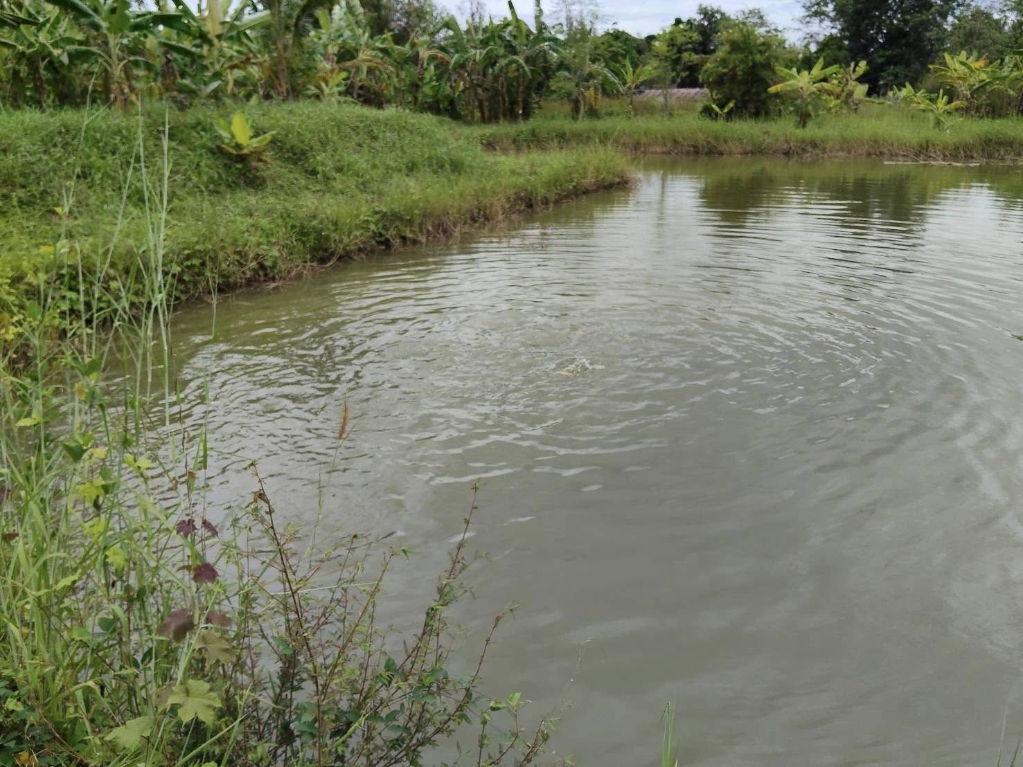 ร่วมเตรียมความพร้อมเกษตรกรและจัดเตรียมสถานที่จัดอบรมให้ความรู้ฯ โครงการส่งเสริมการเลี้ยงปลาในหมู่บ้านตามแนวชายแดนในพระราชดำริจังหวัดราชบุรี อำเภอสวนผึ้ง..คลิก