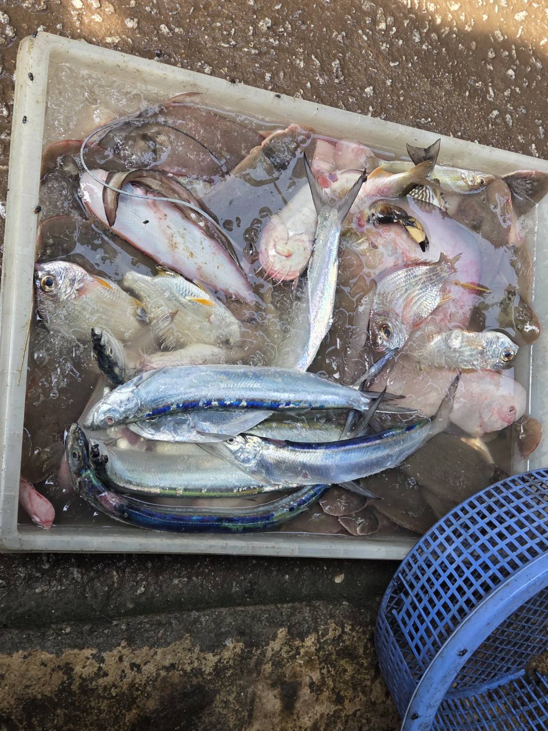 ดำเนินกิจกรรมบริหารจัดการทรัพยากรประมง (1 ศูนย์ 1 หน่วย 1 ชุมชนประมงต้นแบบ)..คลิก