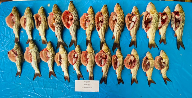 ดำเนินการสำรวจตัวอย่างปลาน้ำจืดมีไข่ ในพื้นที่ทะเลน้อยจังหวัดพัทลุง