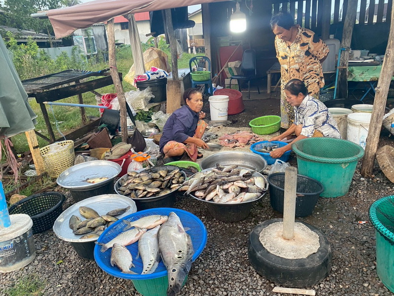 ดำเนินการสำรวจตัวอย่างปลาน้ำจืดมีไข่ ในพื้นที่ทะเลน้อยจังหวัดพัทลุง..คลิก
