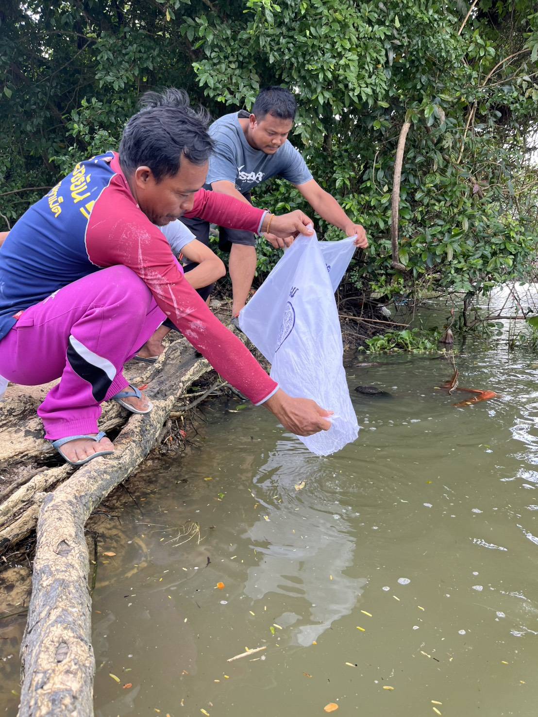 กลุ่มบริหารจัดการด้านการประมง ร่วมกับ ศูนย์วิจัยและพัฒนาประมงน้ำจืดพัทลุง ผู้นำท้องที่ และ กลุ่มอนุรักษ์พันธุ์สัตว์น้ำ ร่วมปล่อยพันธุ์สัตว์น้ำ (ปลากินพืช) จำนวน 220,000 ตัว บริเวณทะเลสาบสงขลา หมู่ที่ 3 ตำบลฝาละมี  อำเภอปากพะยูน จังหวัดพัทลุง 