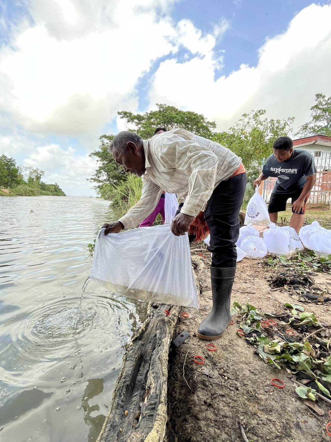 กลุ่มบริหารจัดการด้านการประมง ร่วมกับ ศูนย์วิจัยและพัฒนาประมงน้ำจืดพัทลุง ผู้นำท้องที่ และ กลุ่มอนุรักษ์พันธุ์สัตว์น้ำ ร่วมปล่อยพันธุ์สัตว์น้ำ (ปลากินพืช) จำนวน 220,000 ตัว บริเวณทะเลสาบสงขลา หมู่ที่ 3 ตำบลฝาละมี  อำเภอปากพะยูน จังหวัดพัทลุง..คลิก