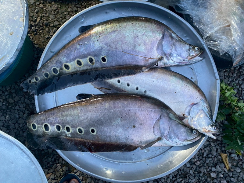 ดำเนินการประเมินสภาวะทรัพยากรสัตว์น้ำ ในพื้นที่ทะเลน้อยจังหวัดพัทลุง..คลิก