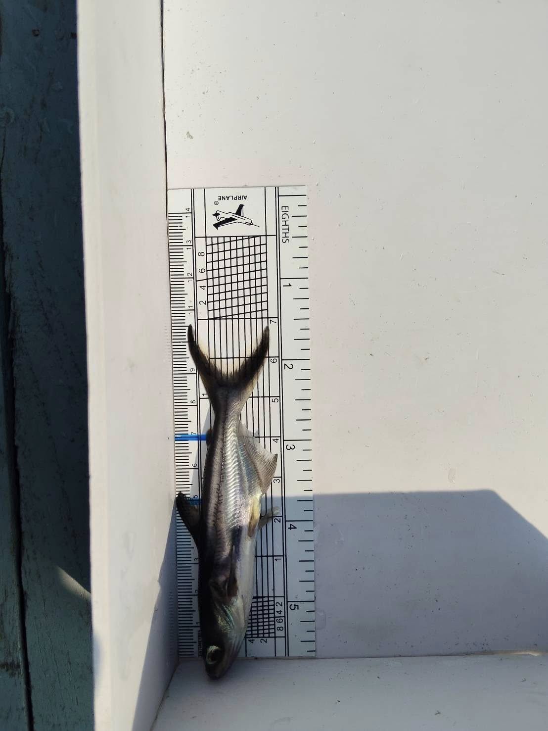 ร่วมตรวจรับและปล่อยพันธุ์ปลาบึกลงในแหล่งน้ำตามโครงการเพิ่มผลผลิตสัตว์น้ำในแหล่งชุมชนเพื่อเพิ่มรายได้และลดค่าครองชีพของประชาชน ประจำปีงบประมาณ พ.ศ. 2569..คลิก