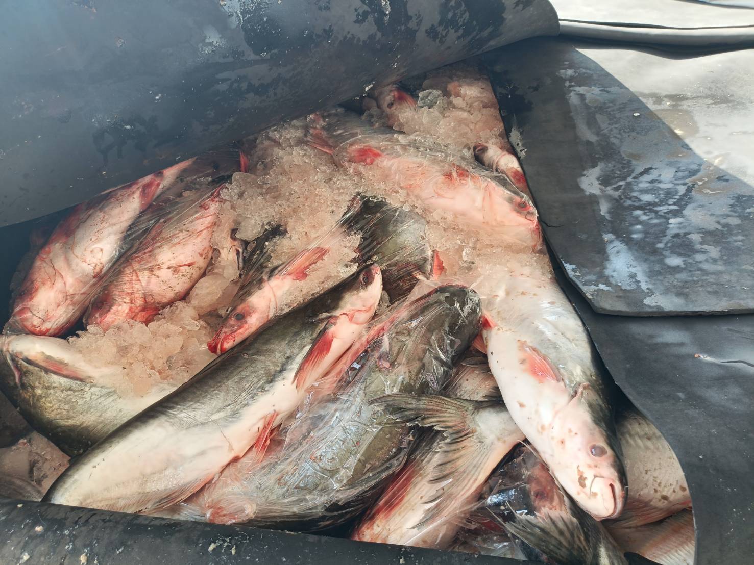 ข่าวกิจกรรม วันที่ 30 มกราคม 2569 เจ้าหน้าที่สำนักงานตรวจประมงบึงกาฬ ดำเนินการตรวจสอบการส่งออกสินค้าประมง ชนิด ปลาลิ่น ทั้งตัว แช่เย็น และ  ปลาสวาย ทั้งตัว แช่เย็น ณ จุดผ่านแดนถาวรสะพานมิตรภาพไทย-ลาว แห่งที่ 5 บึงกาฬ - บอลิคำไซ จ.บึงกาฬ..คลิก