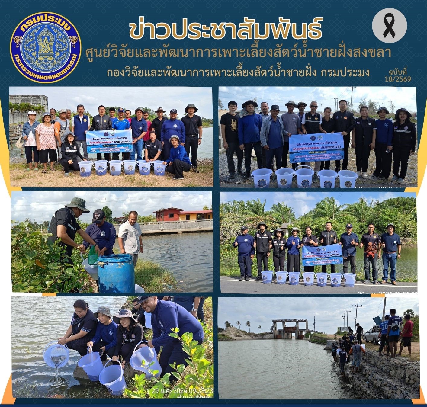  เมื่อวันที่ 29 มกราคม 2569 นายชลิต สง่างาม นักวิชาการประมงชำนาญการ รักษาราชการแทน ผู้อำนวยการศูนย์วิจัยและพัฒนาการเพาะเลี้ยงสัตว์น้ำชายฝั่งสงขลา พร้อมด้วยนายอุกฤษฏ์ ชูสุวรรณ นักวิชาการประมงปฏิบัติการ เข้าร่วมกิจกรรมปล่อยปลากะพงขาวกำจัดปลาหมอคางดำ ในแหล่งน้ำธรรมชาติ..คลิก