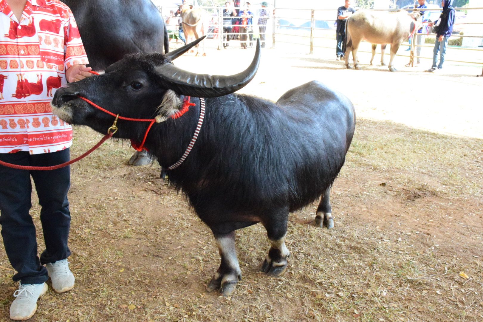 ร่วมเป็นเกียรติพิธีเปิดกิจกรรมประกวดควายงามจังหวัดหนองบัวลำภู (Buffalo Contest in Nongbualumphu) ภายใต้งานสักการะหลวงพ่อไชยเชษฐาธิราช ประเพณีบุญข้าวจี่ใหญ่ ประจำปี พ.ศ. 2569..คลิก
