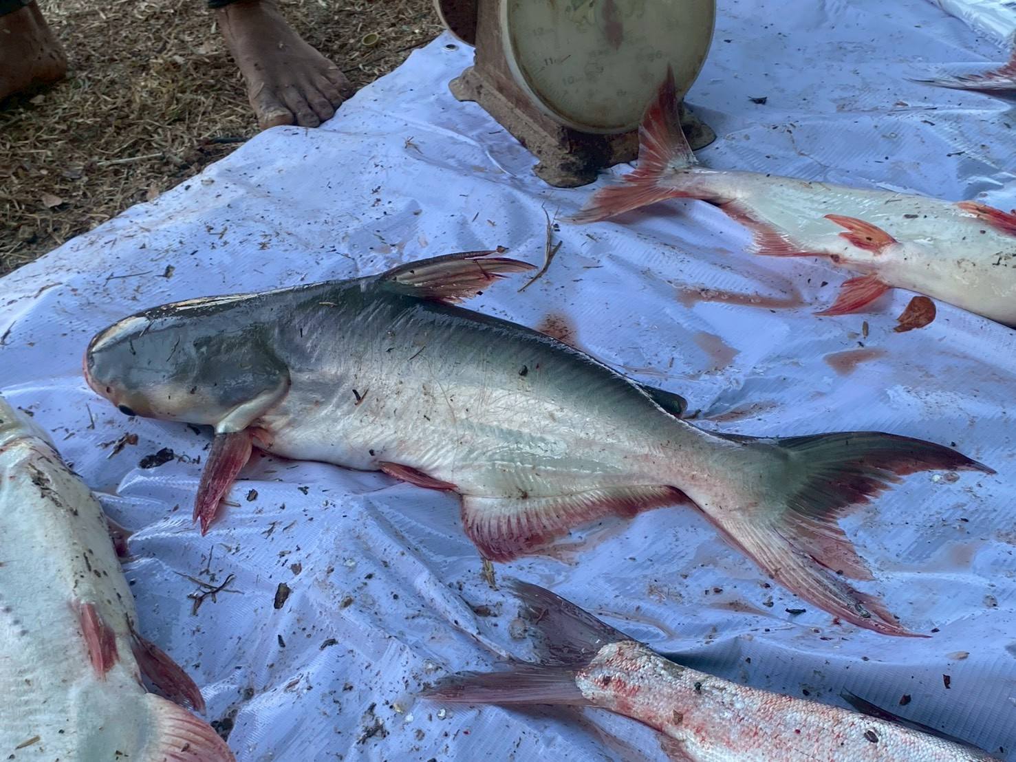 ข่าวประชาสัมพันธ์ประจำวันที่ 31 มกราคม 2569 ศูนย์วิจัยและพัฒนาการเพาะเลี้ยงสัตว์น้ำจืดศรีสะเกษ ฉบับที่ 25..คลิก