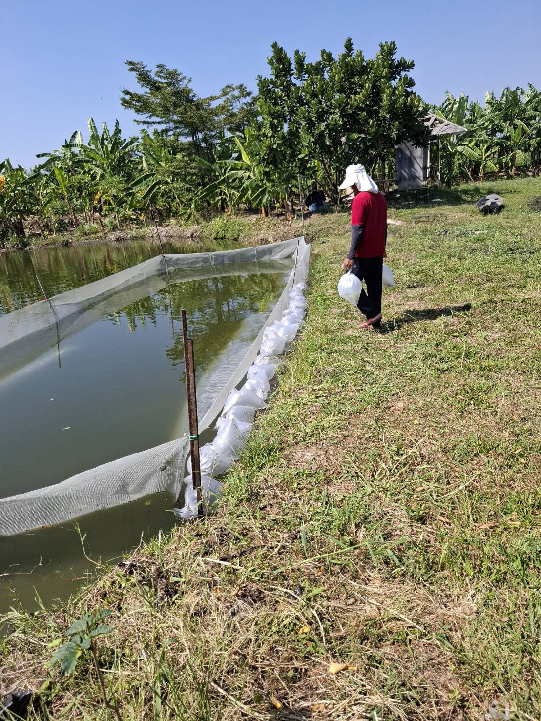 (อ.บางใหญ่) การมอบพันธุ์ปลาตะเพียน และอาหารปลากินพืช ให้เกษตรกรที่เข้าร่วมโครงการเกษตรทฤษฎีใหม่