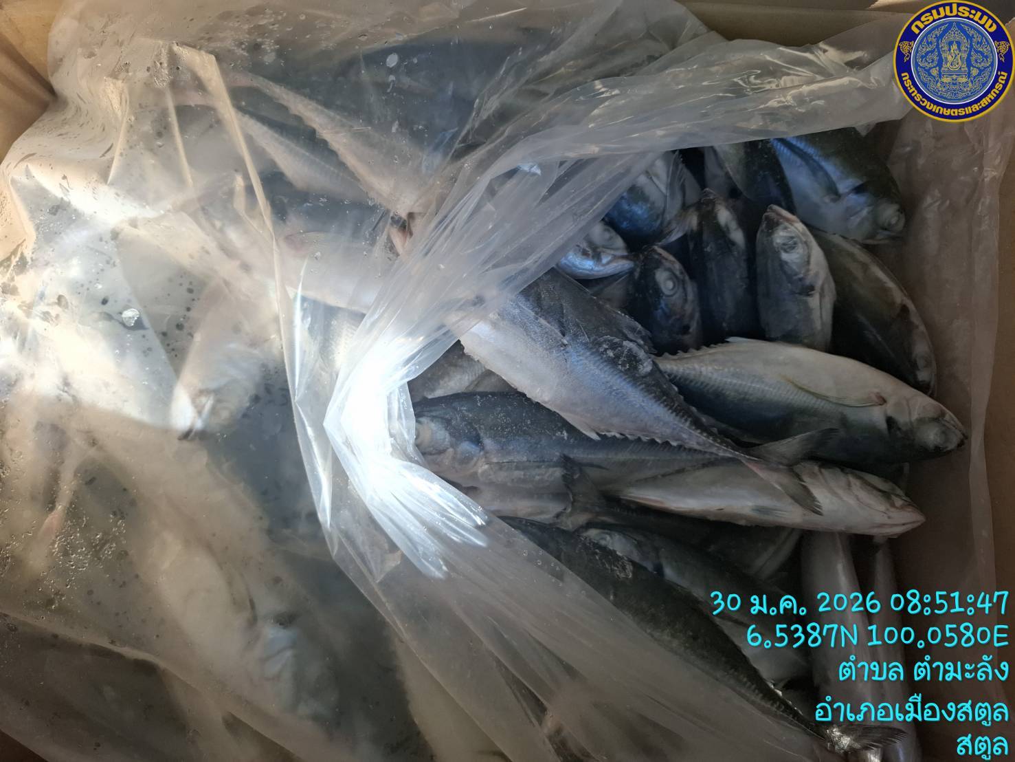 ตรวจสอบการนำเข้าสินค้าสัตว์น้ำผ่านตู้คอนเทนเนอร์ ณ ปลายทาง