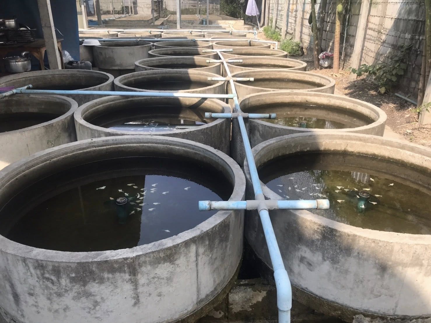 ลงพื้นที่ตำบลปากแรต ตรวจเยี่ยม ศพก.เครือข่ายด้านการประมง..คลิก