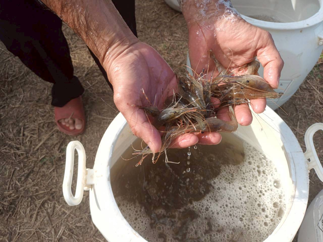 วันที่ 15 ธันวาคม 2568  ดำเนินกิจกรรมจิตอาสาพัฒนาชุมชนประมง (1 ศูนย์ 1หน่วย ชุมชนประมงต้นแบบ)