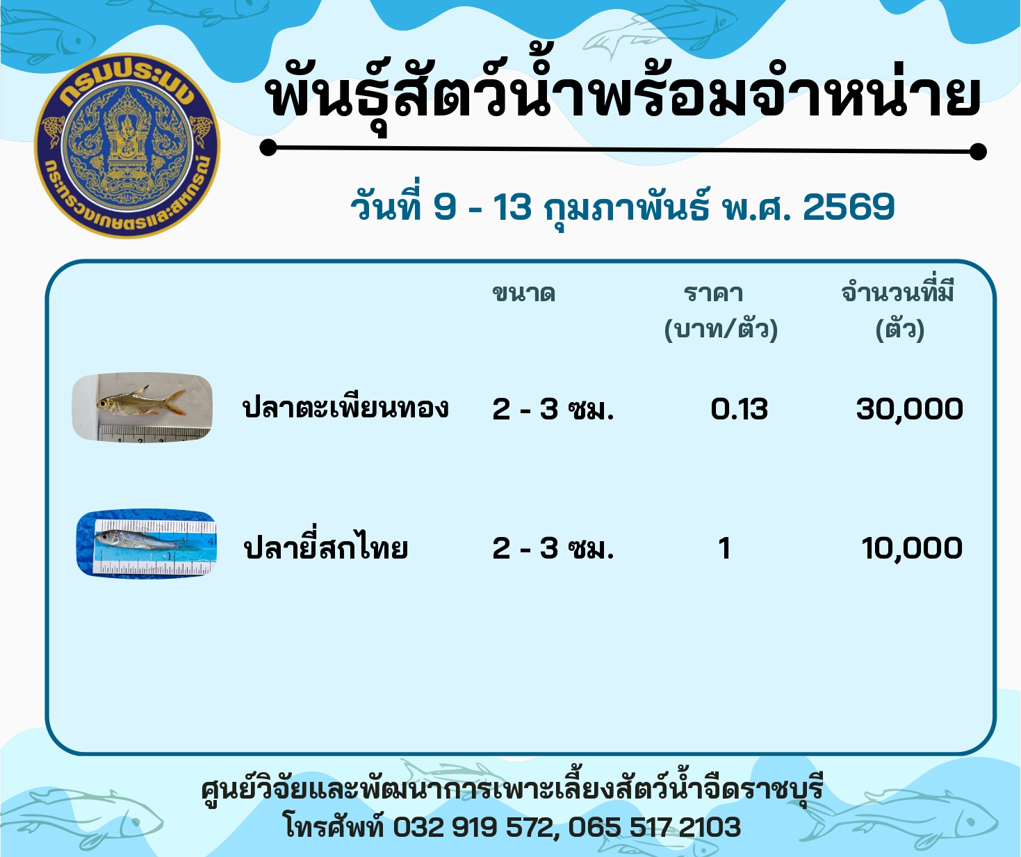 ลูกพันธุ์สัตว์น้ำพร้อมจำหน่ายสัปดาห์นี้ วันที่ 9 - 13 กุมภาพันธ์ พ.ศ. 2569..คลิก