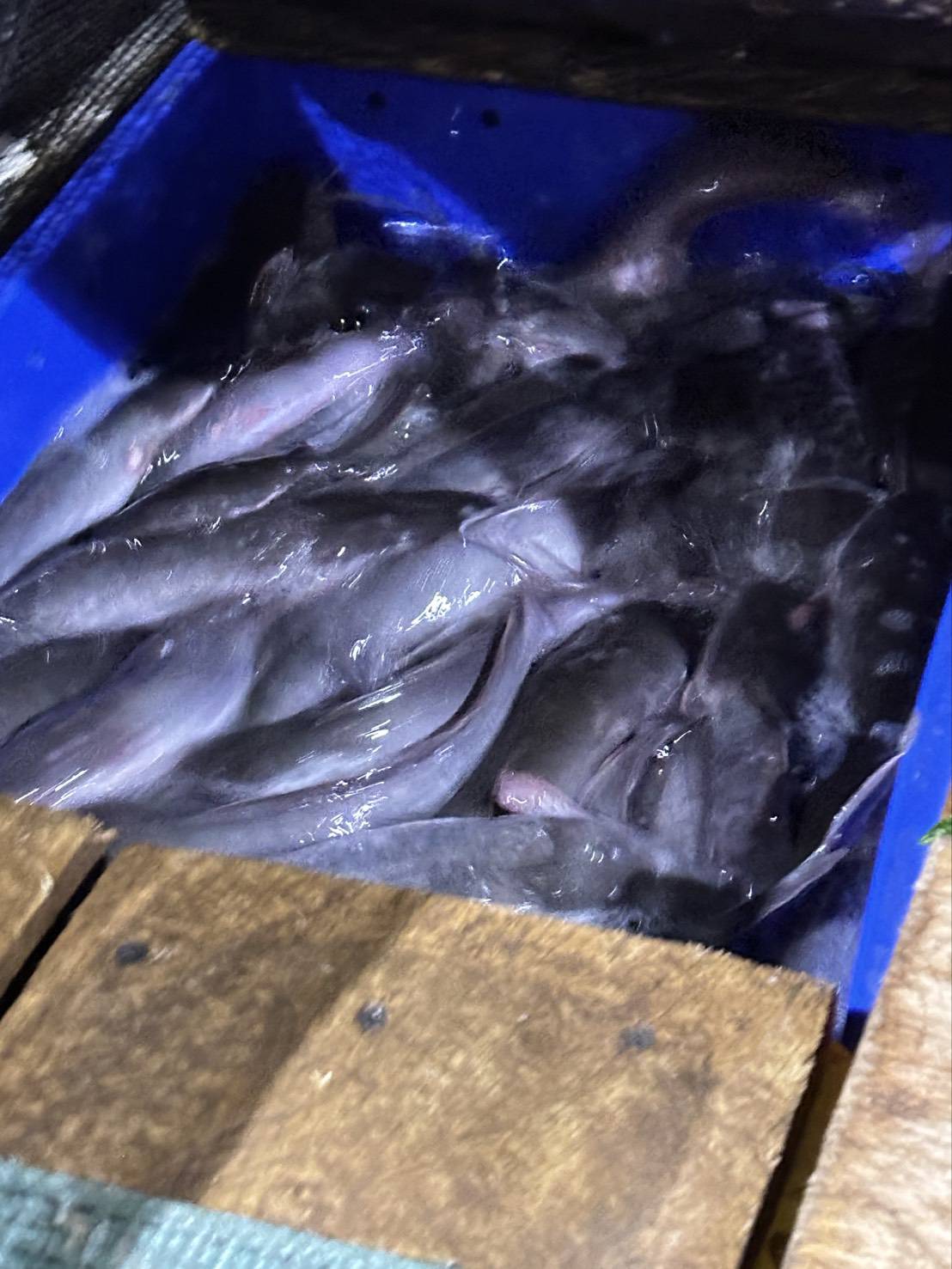 ข่าวกิจกรรม วันที่ 11 กุมภาพันธ์ 2569 เจ้าหน้าที่ด่านตรวจประมงนครพนม ตรวจสอบการส่งออก ปลาดุกแอฟริกา มีชีวิต ณ จุดผ่านแดนถาวรสะพานมิตรภาพไทย-ลาว แห่งที่ 3 นครพนม -คำม่วน จ.นครพนม