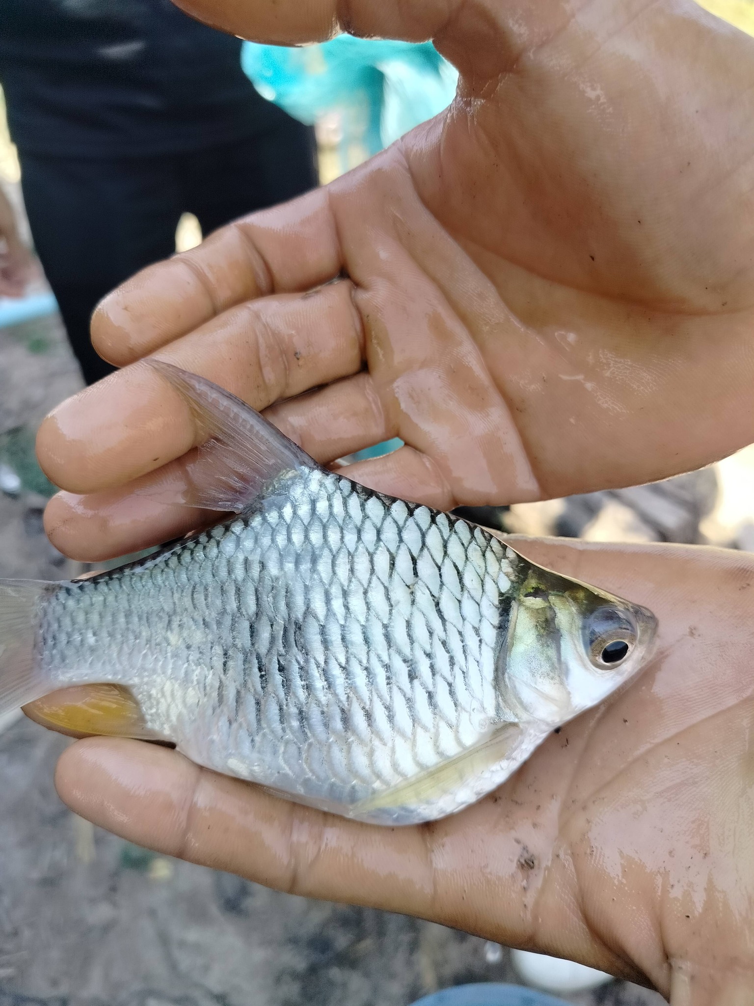 ตรวจประเมินฟาร์มมกษ.7436-2563