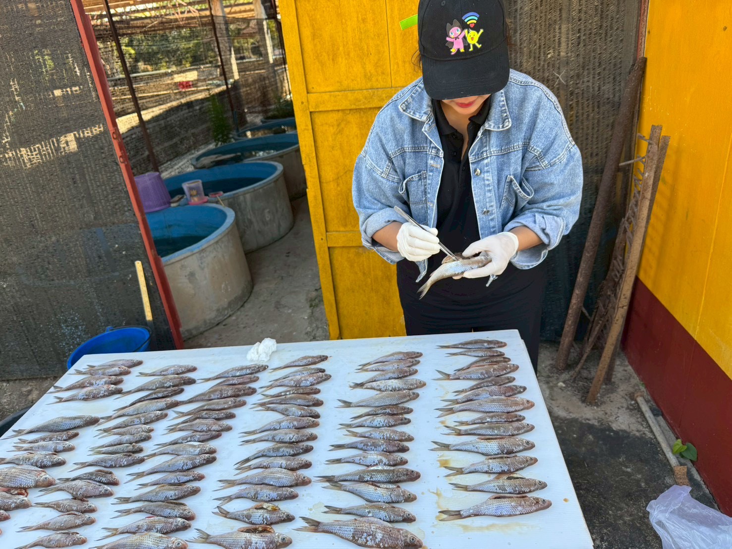 โครงการบริหารจัดการทรัพยากรประมง (น้ำแดง)..คลิก