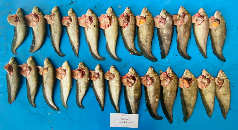 ดำเนินการสำรวจตัวอย่างปลาน้ำจืดมีไข่ ในพื้นที่ทะเลน้อยจังหวัดพัทลุง