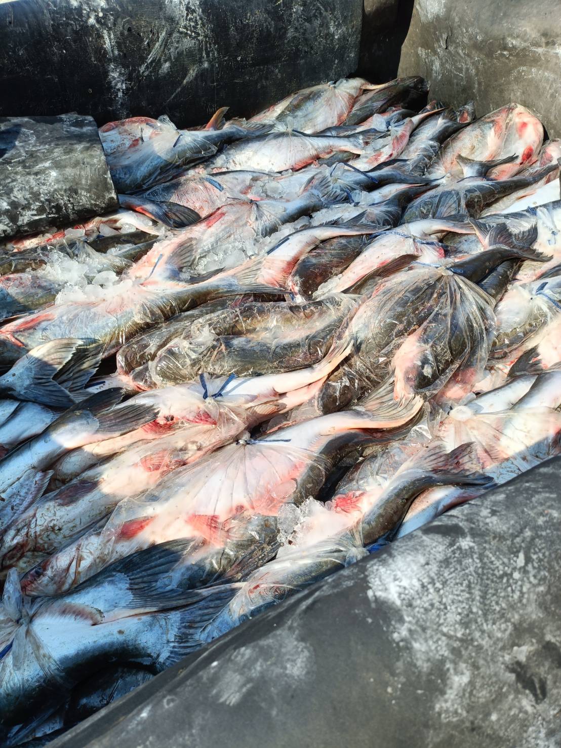 ข่าวกิจกรรม 16 กุมภาพันธ์ 2569 เจ้าหน้าที่สำนักงานตรวจประมงบึงกาฬ ดำเนินการตรวจสอบการส่งออกสินค้าประมง ชนิด ปลาลิ่น ทั้งตัว แช่เย็น และปลาสวาย ทั้งตัว แช่เย็น ณ ด่านพรมแดนบึงกาฬ จ.บึงกาฬ..คลิก