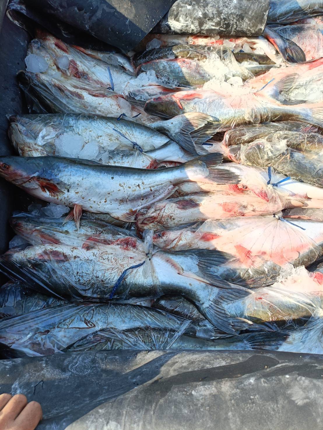 ข่าวกิจกรรม 16 กุมภาพันธ์ 2569 เจ้าหน้าที่สำนักงานตรวจประมงบึงกาฬ ดำเนินการตรวจสอบการส่งออกสินค้าประมง ชนิด ปลาลิ่น ทั้งตัว แช่เย็น และปลาสวาย ทั้งตัว แช่เย็น ณ ด่านพรมแดนบึงกาฬ จ.บึงกาฬ