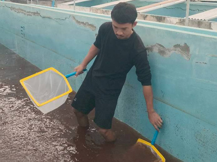 ศพช.ฉะเชิงเทรา สนับสนุนลูกพันธุ์กุ้งแชบ๊วย จำนวน ๒,๑๐๐,๐๐๐ ตัว ให้กับสำนักงานประมงจังหวัดชลบุรี เพื่อปล่อยในพื้นที่อำเภอเมือง อำเภอบางละมุง และอำเภอศรีราชา จังหวัดชลบุรี