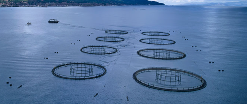 ผู้เลี้ยงปลาเทราต์รายใหญ่ที่สุดของญี่ปุ่นตั้งเป้าผลผลิตที่ 4,300 ตัน สร้างเรือบรรทุกสินค้าเพื่อรองรับการขยายตัวในอนาคต