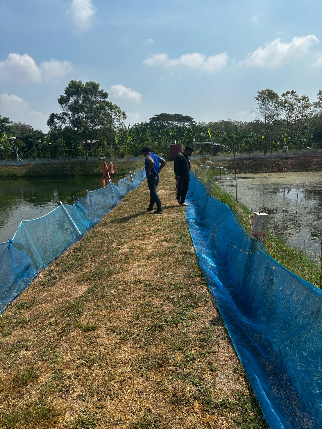 ลงพื้นที่ตรวจประเมินฟาร์มใหม่ มกษ 7436-2563 จำนวน 7 ฟาร์ม ในเขตพื้นที่ อำเภอเมืองอ่างทอง อำเภอวิเศษชัยชาญ และอำเภอป่าโมก จังหวัดอ่างทอง..คลิก