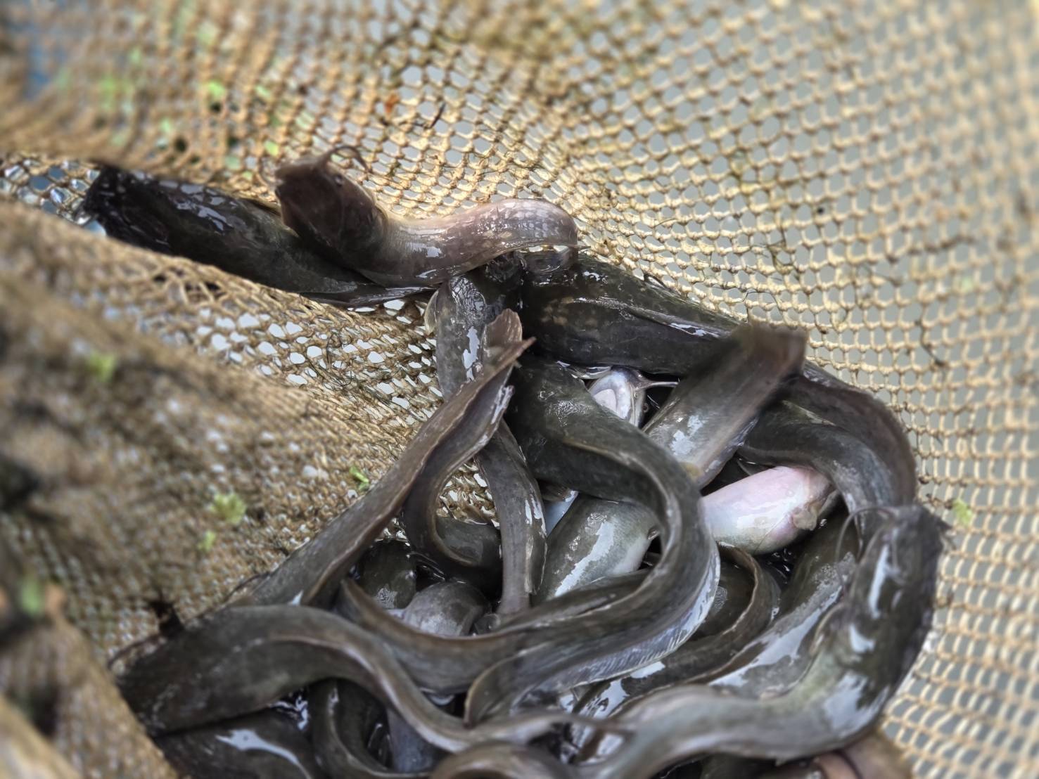 ประมงอุบลฯ บูรณางานร่วมกับกองโ