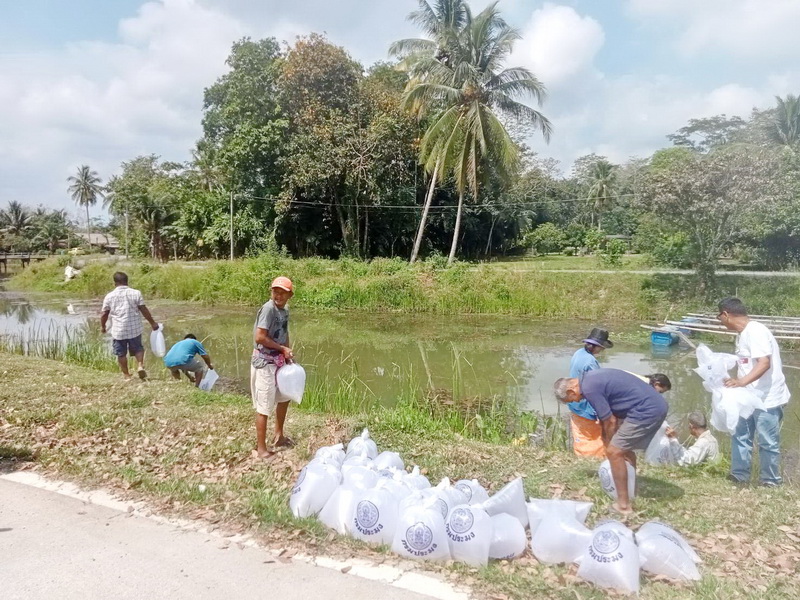 ร่วมปล่อยพันธุ์ปลากินพืช ลงสู่ห้วยลำพาย อ.เมือง จ.พัทลุง..คลิก