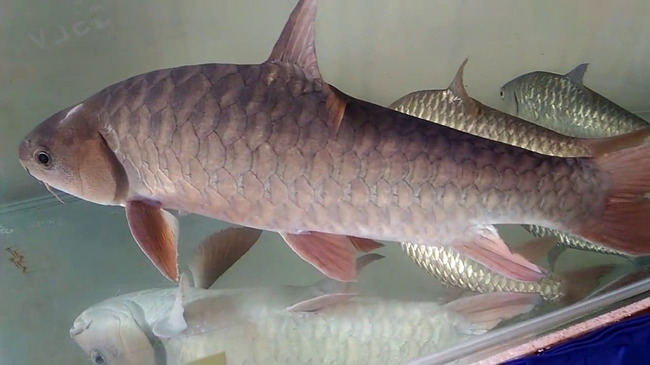 กรมประมงดัน “ปลาพลวงชมพู” ขึ้นแท่นส..อ่านต่อ