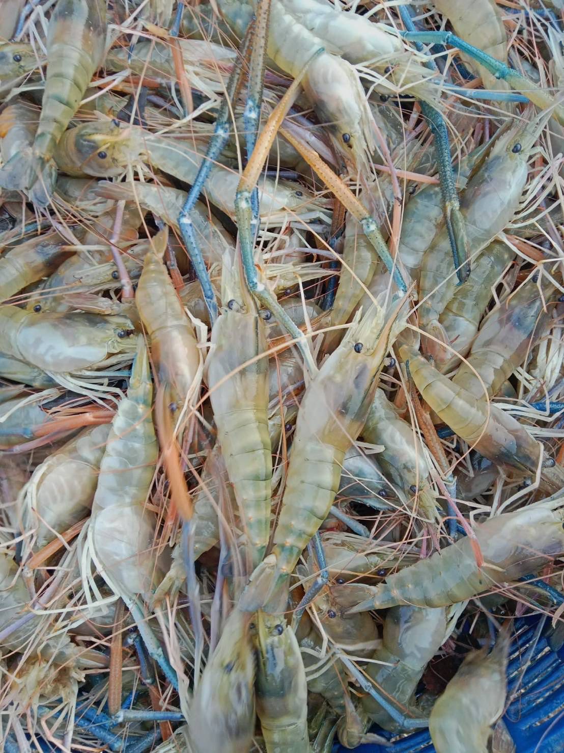 จัดกิจกรรมฝึกอบรมและศึกษาดูงานแก่สมาชิกแปลงใหญ่ผู้เลี้ยงกุ้งก้ามกรามเพื่อการส่งออกตำบลโพหัก