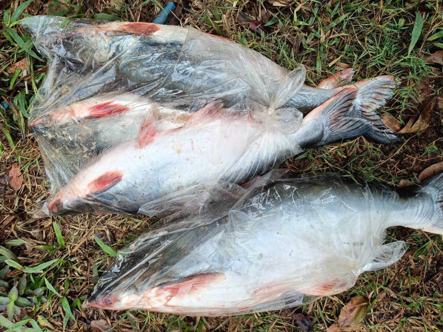 ข่าวกิจกรรม วันที่ 26 กุมภาพันธ์ 2569 เจ้าหน้าที่สำนักงานตรวจประมงบึงกาฬ ดำเนินการตรวจสอบการส่งออกสินค้าประมง ชนิด ปลาลิ่น ทั้งตัว แช่เย็น และ ปลาสวาย ทั้งตัว แช่เย็น ณ ด่านพรมแดนบึงกาฬ จ.บึงกาฬ..คลิก