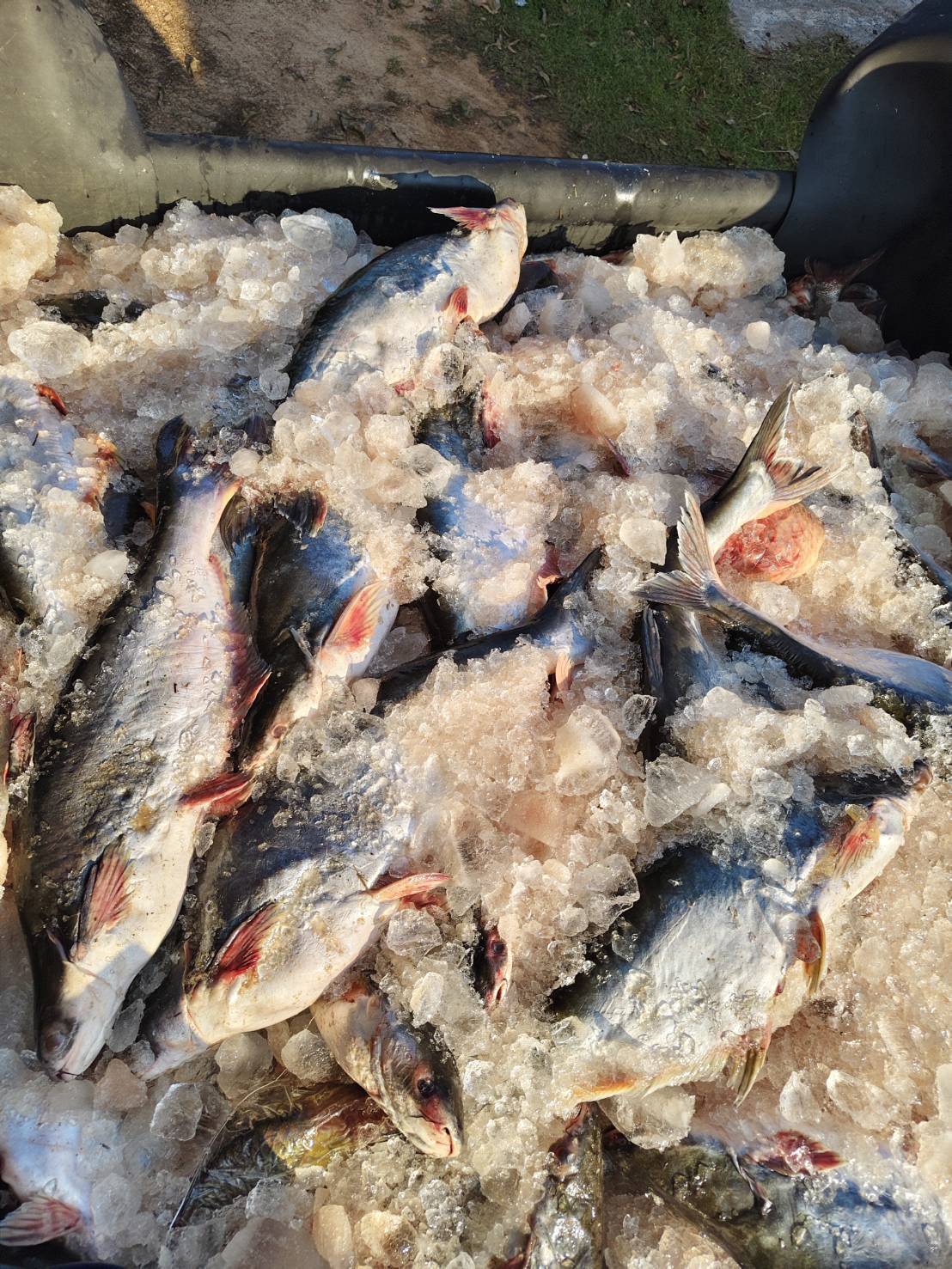 ข่าวกิจกรรม วันที่ 3 มีนาคม 2569 เจ้าหน้าที่สำนักงานตรวจประมงบึงกาฬ ดำเนินการตรวจสอบการส่งออกสินค้าประมงชนิด ปลาลิ่น ทั้งตัว แช่เย็น และ ปลาสวาย ทั้งตัว แช่เย็น ณ อาคารตรวจสินค้า ด่านพรมแดนบึงกาฬ สะพานมิตรภาพไทย-ลาว แห่งที่ 5 (บึงกาฬ-บอลิคำไซ) จ.บึงกาฬ..คลิก