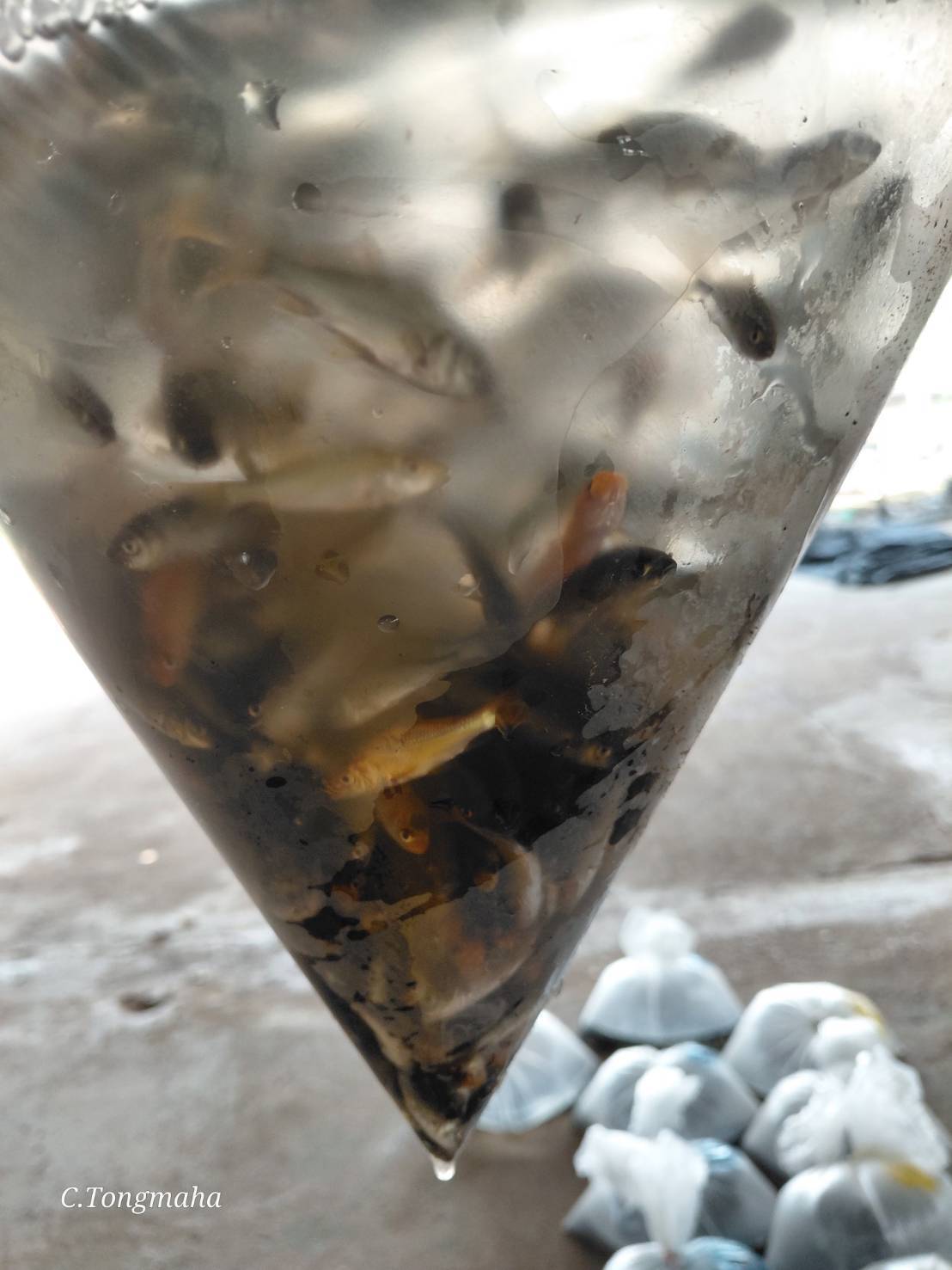 5 มีนาคม 2569 ตรวจสอบสินค้าประมงส่งออกไปยังแขวงสะหวันนะเขต สปป. ณ สะพานมิตรภาพไทย - ลาว แห่งที่ 2..คลิก