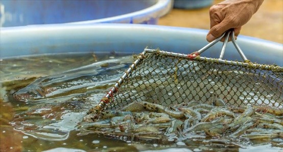 ประมาณการณ์การส่งออกกุ้งอินเดียปี 2568 จะสูงถึง 5.66 พันล้านดอลลาร์สหรัฐ