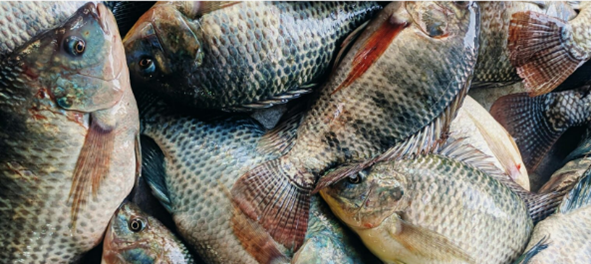 ราคาปลานิลจีนเพิ่มสูงขึ้น หลังจากโรงงานแปรรูปกลับมาเปิดทำการอีกครั้ง ท่ามกลางความไม่แน่นอนในภาษีนำเข้าของสหรัฐอเมริกา