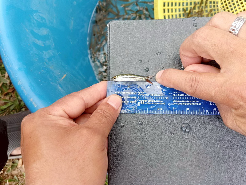 ร่วมปล่อยพันธุ์ปลา ลงสู่แหล่งน้ำหานใหญ่ อ.ป่าพะยอม จ.พัทลุง..คลิก